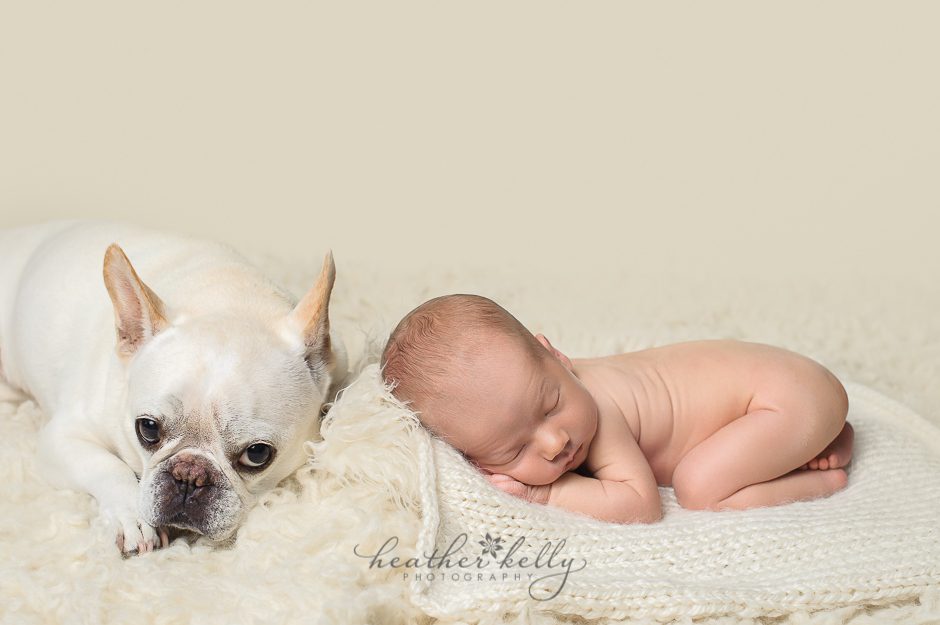 new haven newborn photographer newborn and dog
