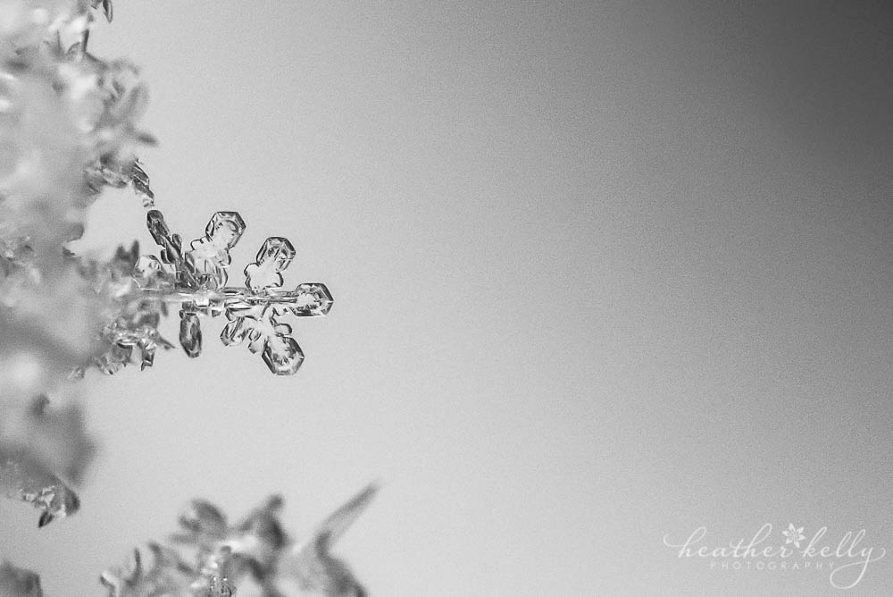 macro snowflake photo the beauty of winter