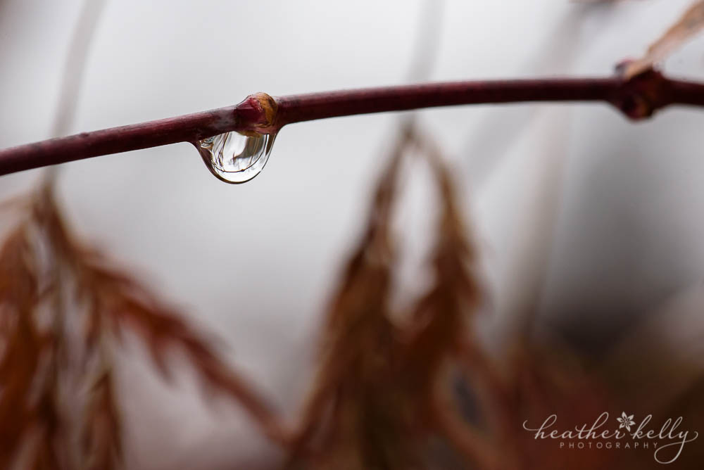 close up water drop macro photography the beauty of winter