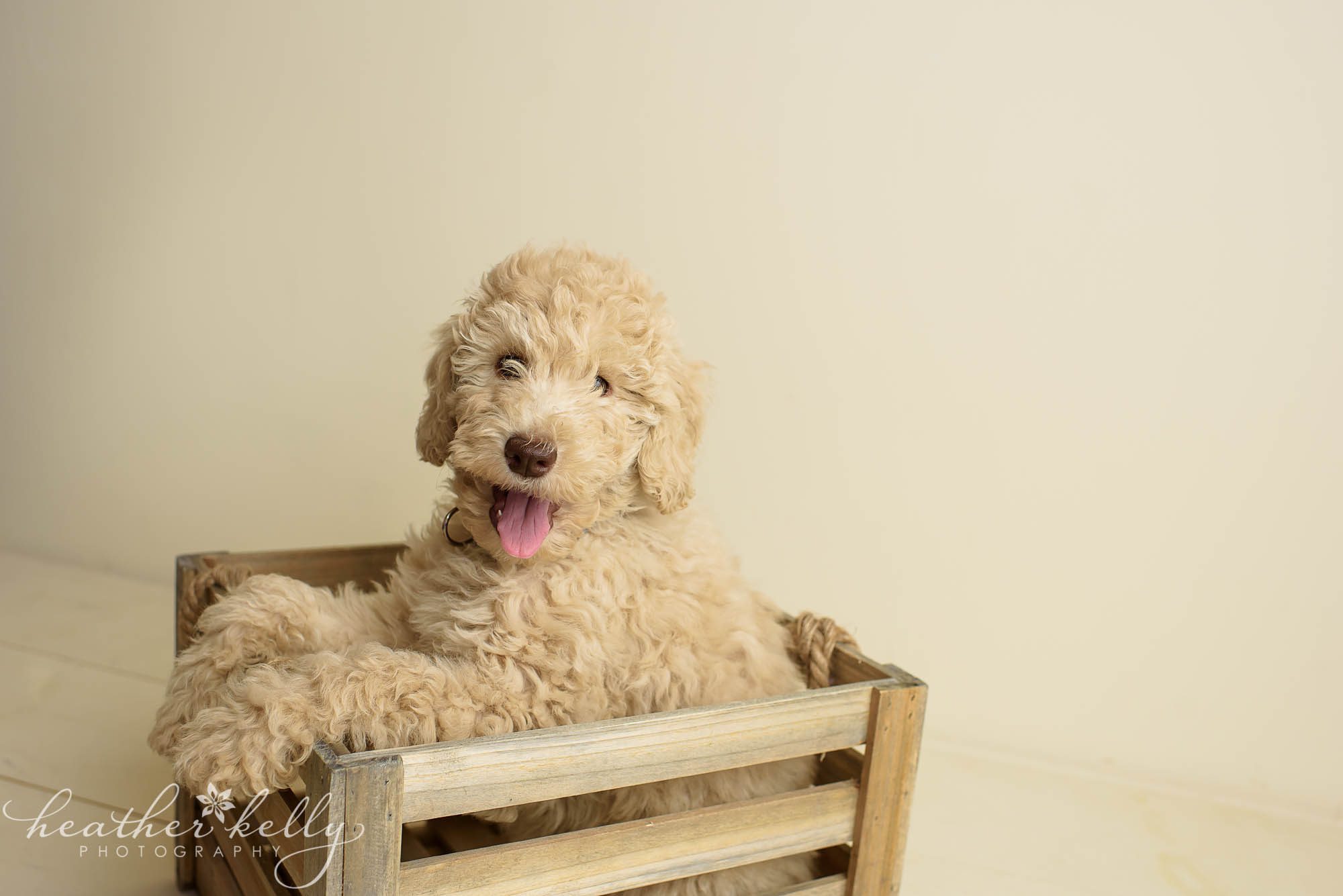 ct puppy photography in crate. exceptional partner service dogs