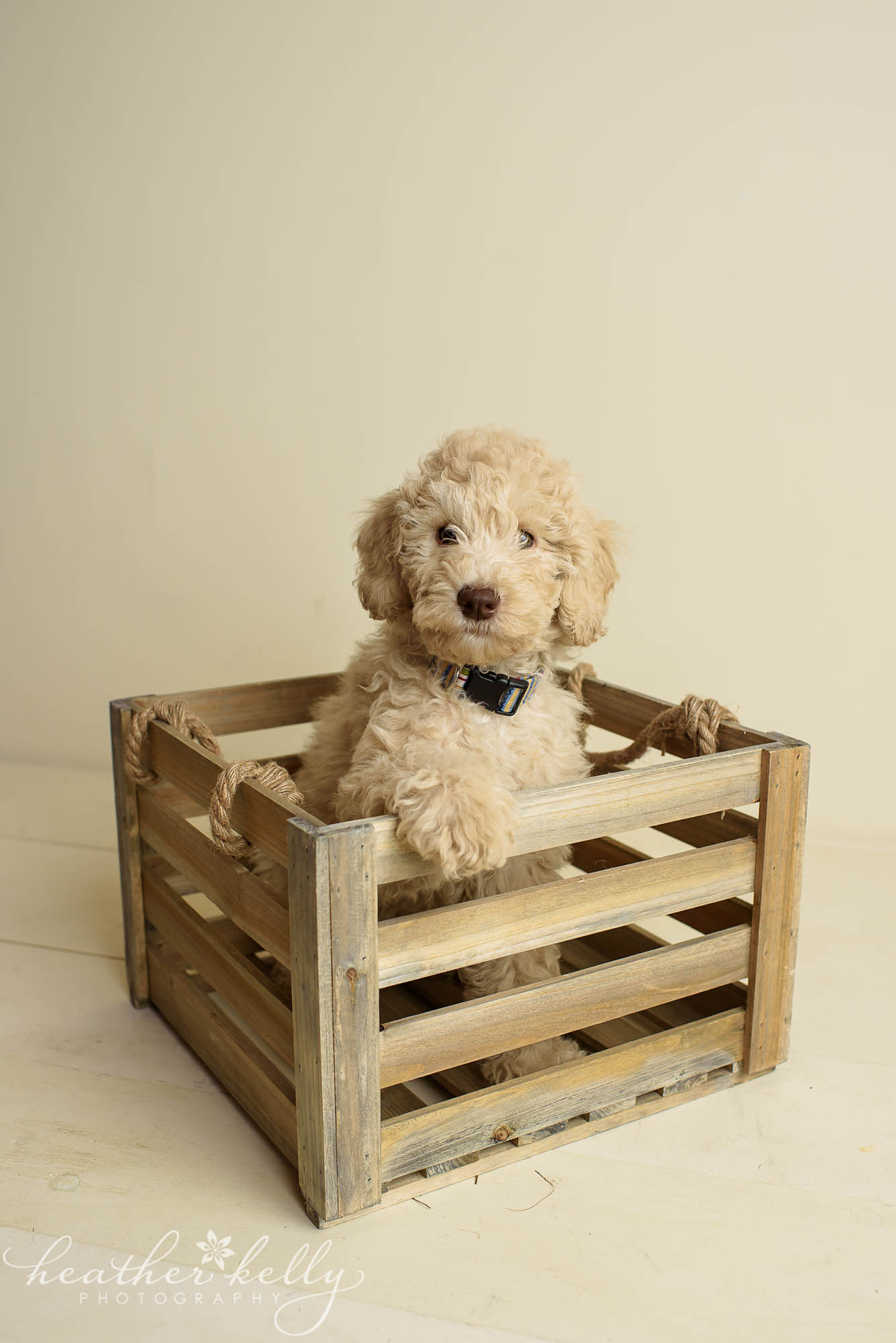 puppy in crate. ct puppy photography, exceptional partner service dogs