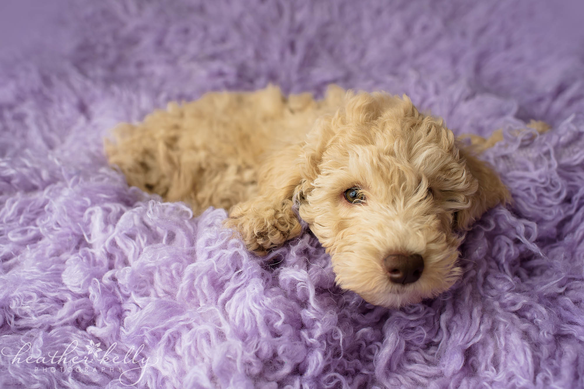puppy on purple blanket. ct puppy photography. exceptional partner