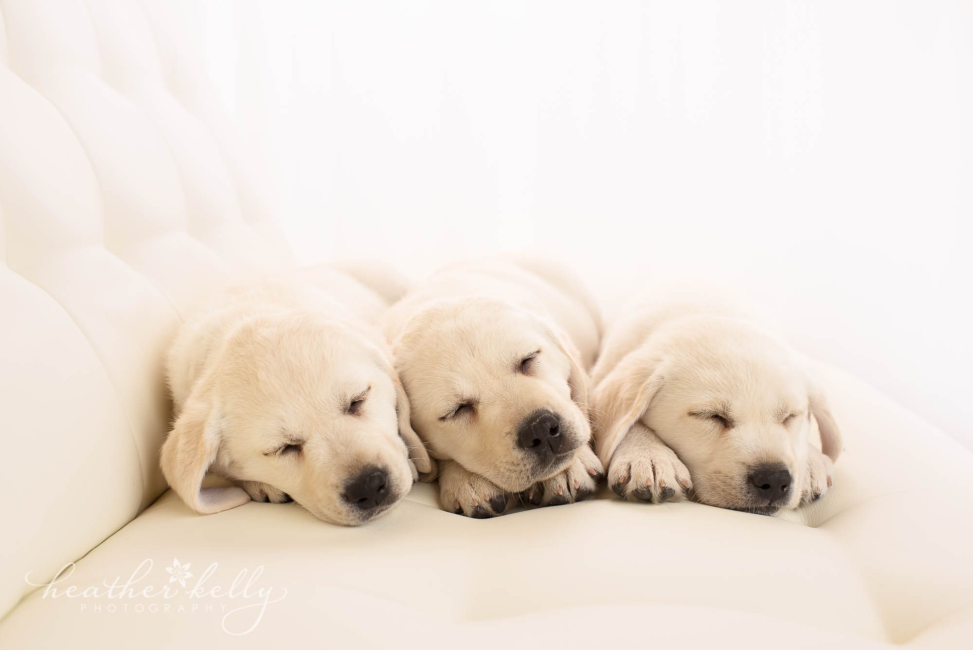 newborn puppy photography ct. therapy service dogs