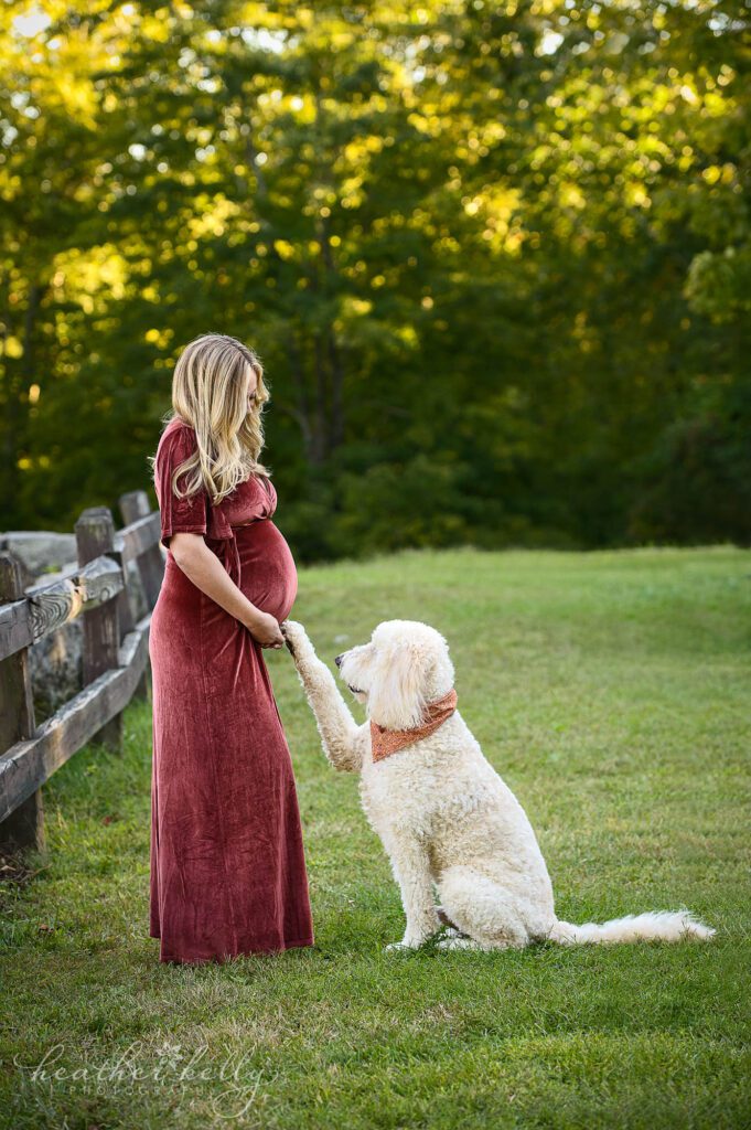 a CT maternity session of a pregnant woman posing with her doodle. She is next to a fence and her dog is reaching his paw out to her belly. 