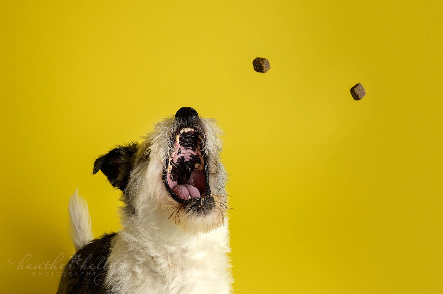a dog portrait session with a dog catching treats mid air and a yellow background. Newtown CT dog portraits