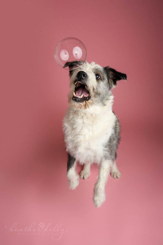 a dog is jumping at a bubble with a pink background. Newtown CT dog portraits