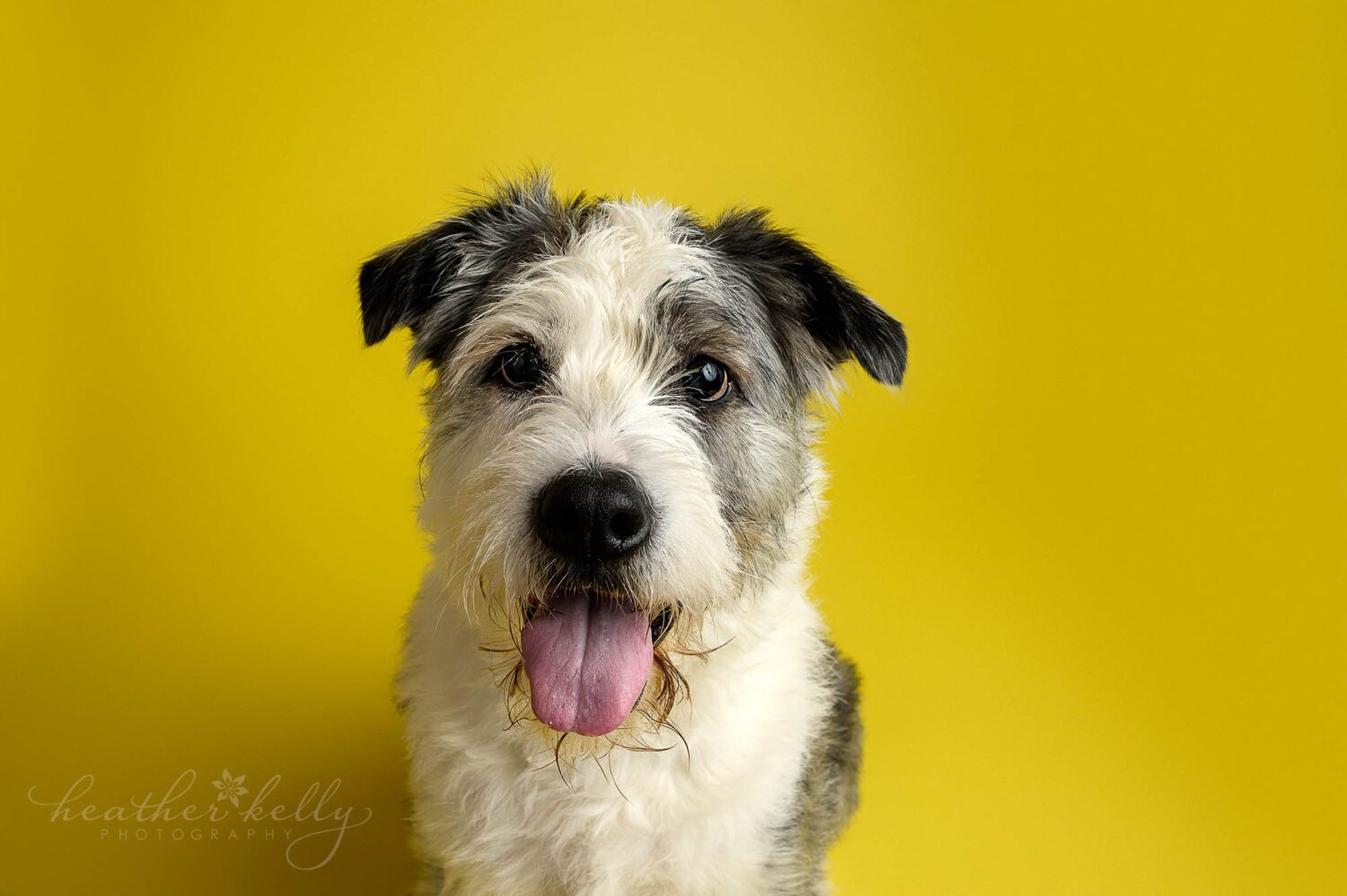 a yellow background of a terrier dog. Newtown CT dog portraits