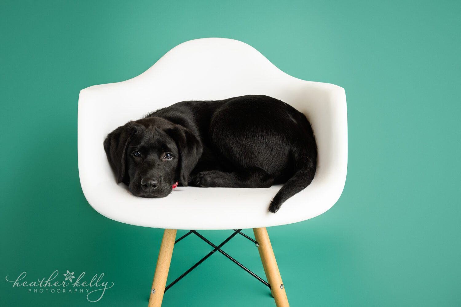 puppy photography CT