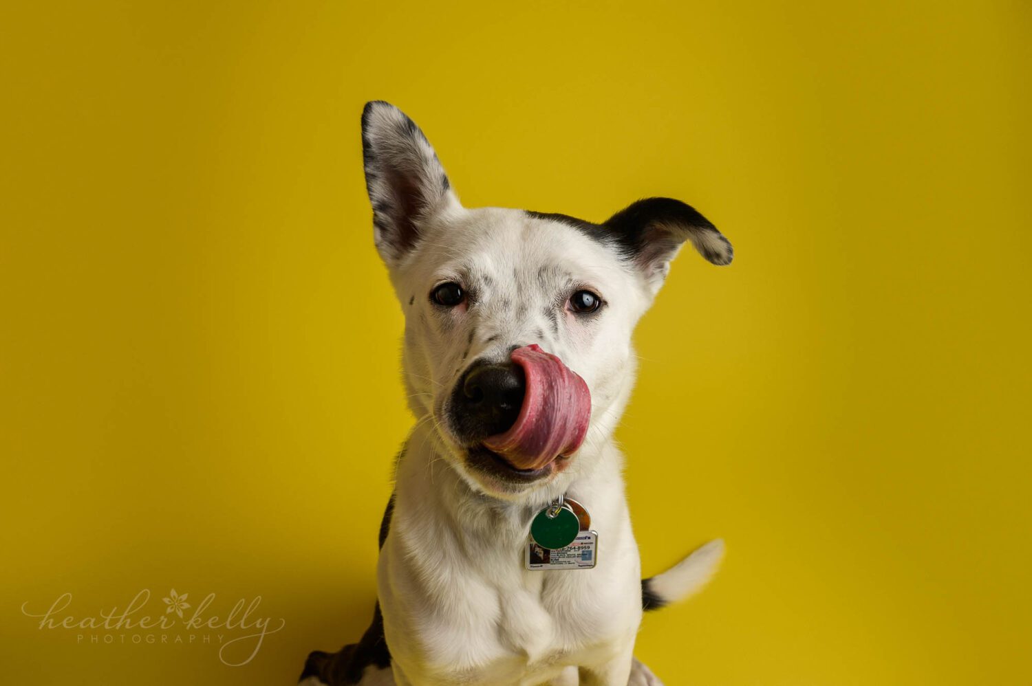 a dog is licking it's nose with a bright yellow background. Fairfield county dog photography