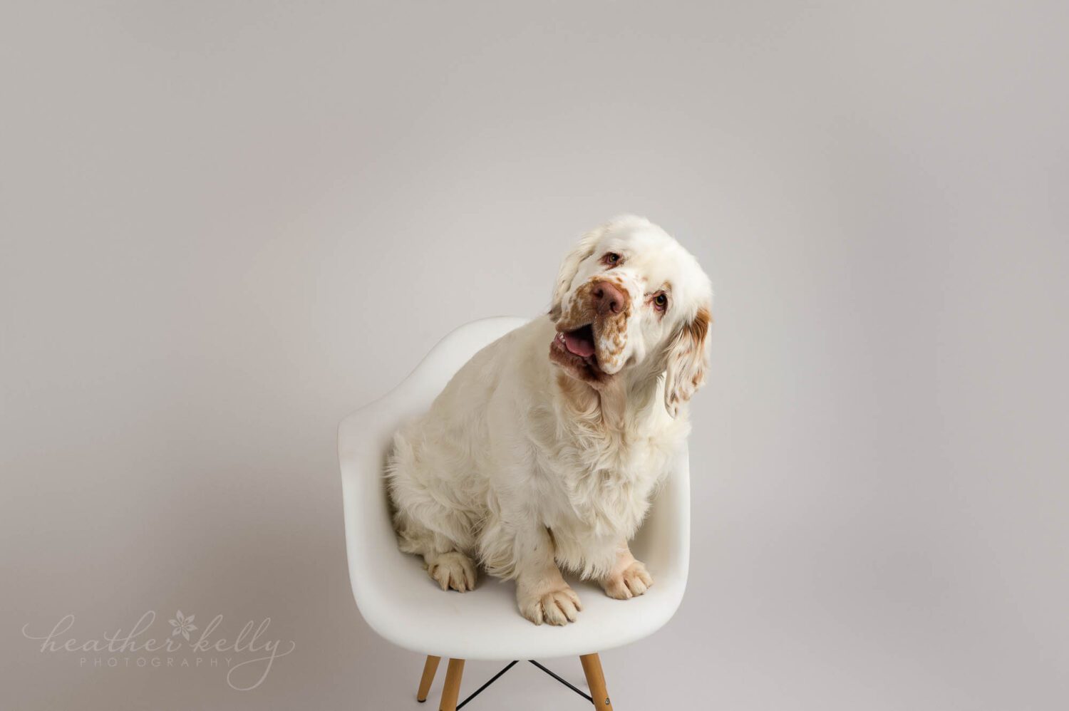 a dog sitting on a white chair in newtown ct. 